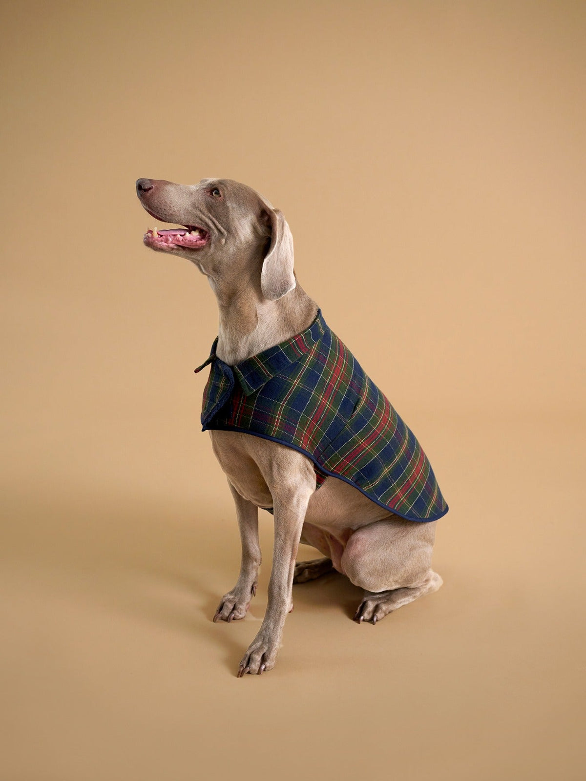 Manteau pour chien doublé  - Collection Fine Truffe - 2